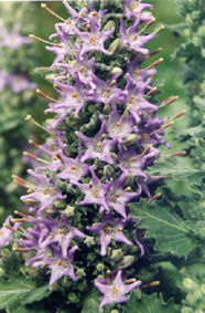 Campanula elatinoides